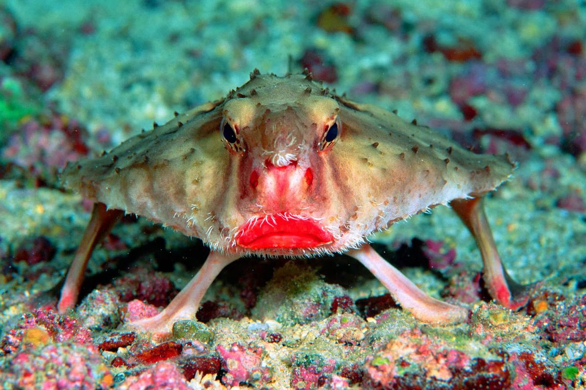 picture_of_the_day_red_lipped_batfish_1.jpg